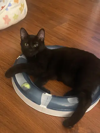Eliza