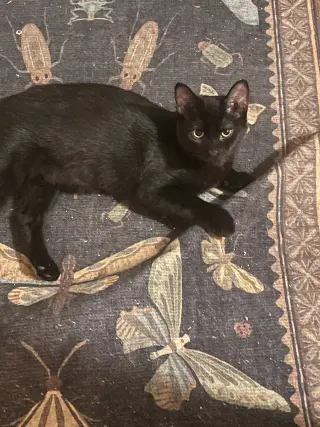 Eliza