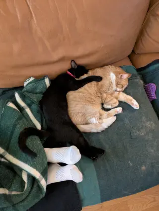 Bean & Momo