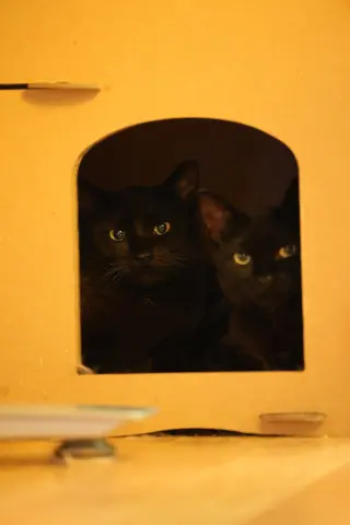 Bean & Momo
