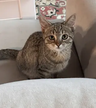 Snickers