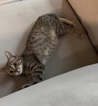 Snickers