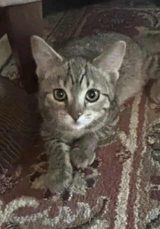 Snickers