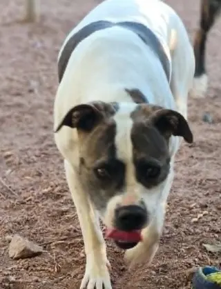 STELLA