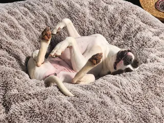 STELLA