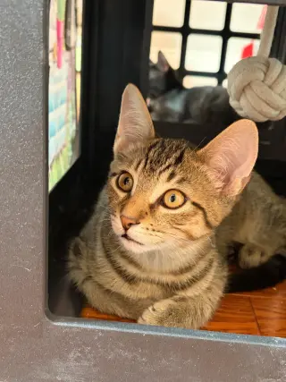 Remi
