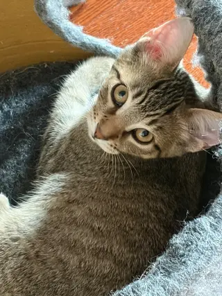Remi