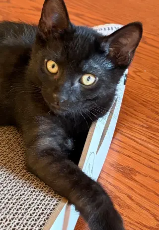 Marcel