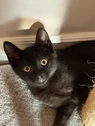 Marcel