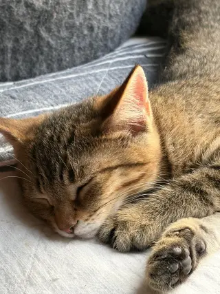 Fifi