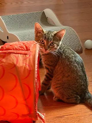 Fifi
