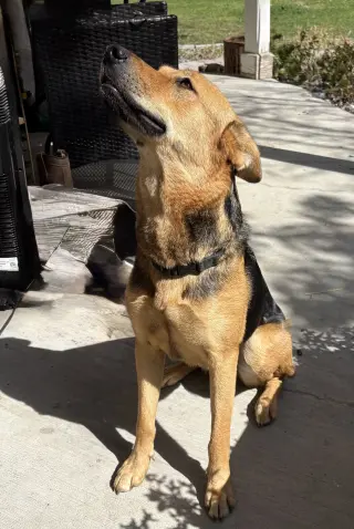 Penelope
