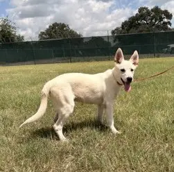 Boltcephus