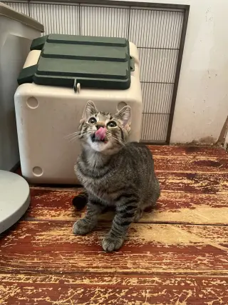 Norberta