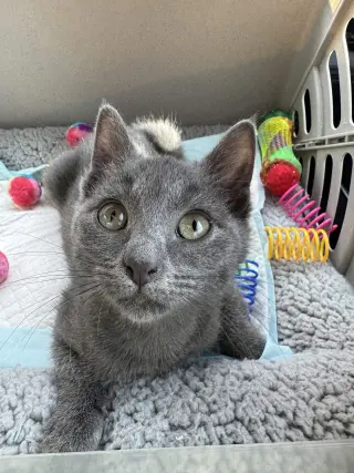 Mimi