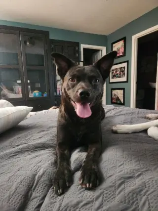 MAGGIE