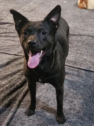 MAGGIE