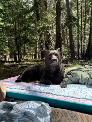 MAGGIE
