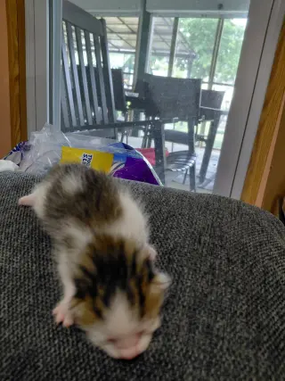 Lily G.
