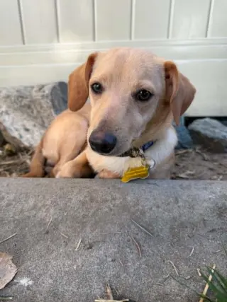 Breadstick