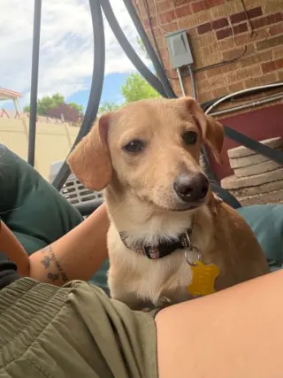 Breadstick