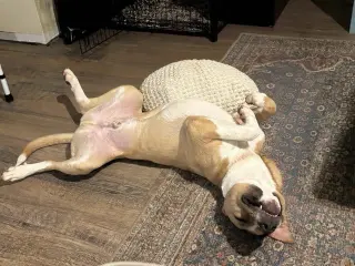 Oggie