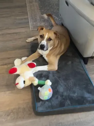 Oggie