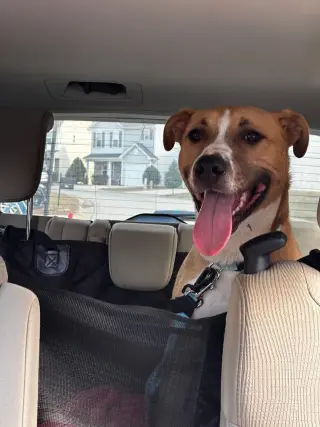 Oggie