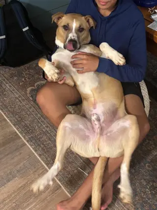 Oggie