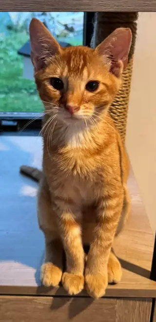 Catthew