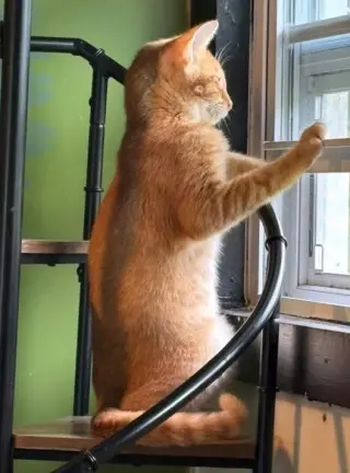 Catthew