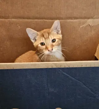 Catthew