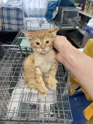 Catthew