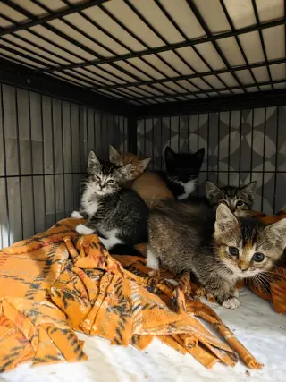 Catthew