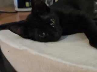 Yoko