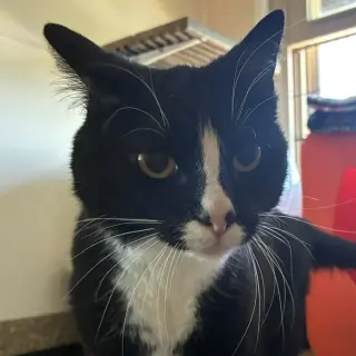 Lucille