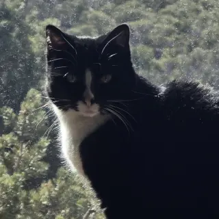 Lucille