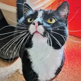 Lucille