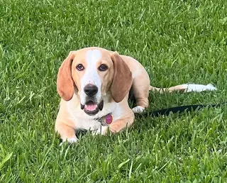 Honey (Redding)