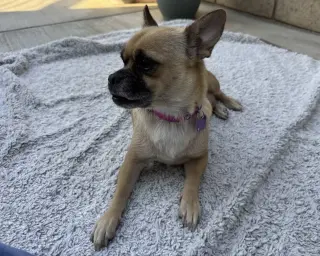 Lola