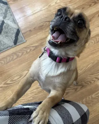 Lola