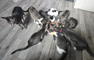 Sailor, Peg leg Pete, Marina AND OTHER KITTENS