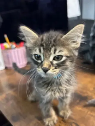 Sailor, Peg leg Pete, Marina AND OTHER KITTENS
