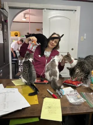 Sailor, Peg leg Pete, Marina AND OTHER KITTENS