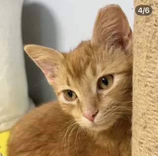 Sailor, Peg leg Pete, Marina AND OTHER KITTENS