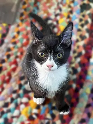 Pimento (sweet and petite fella)