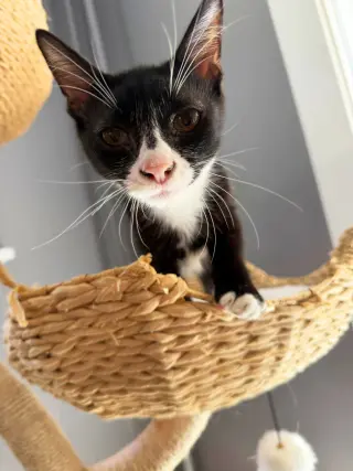 Pimento (sweet and petite fella)