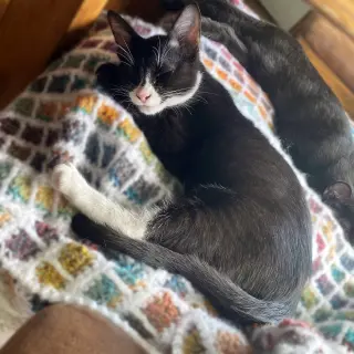 Pimento (sweet and petite fella)
