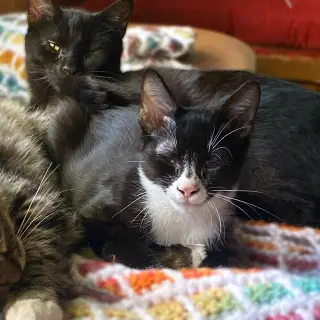 Pimento (sweet and petite fella)