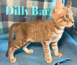 Dillybar